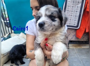 Cairo1 geb. 05/2025 (ESP) - verspielter Border-Collie-Mix Welpe!