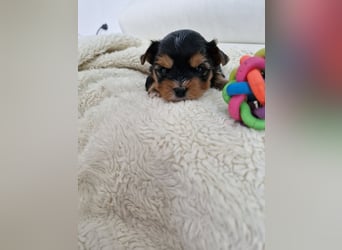 Yorkshire Terrier Welpen mit Stammbaum, Farbe Black Tan in Baden-Württemberg