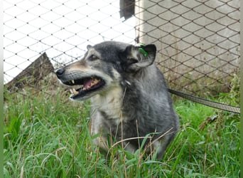 Mischa sucht ein neues Zuhause