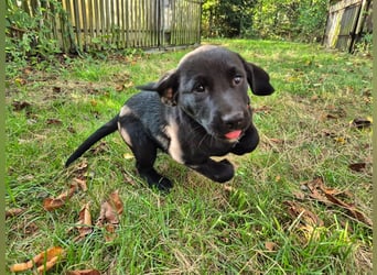 Aussiedor Welpen, Aussiedore suchen ihr Zuhause, Labrador x Australien Shepard