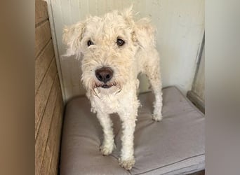 ❤️ zarte Hundeseele LUNA - 3,5 Jahre, 45cm - Puli-Mix