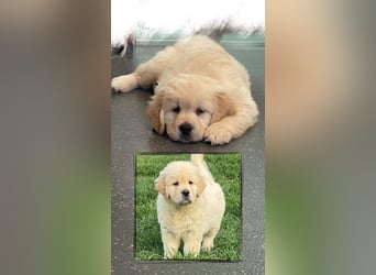 Golden Retriever Welpen aus excellenter Verpaarung