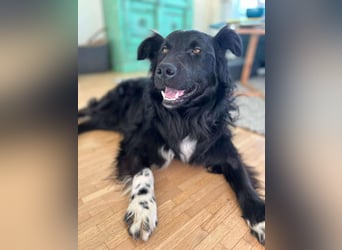 Hütehund Mischling Daios sucht eine liebe Familie