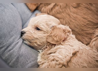 5 Wunderschöne Maltipoo-Welpen suchen ein neues, liebevolles Zuhause!