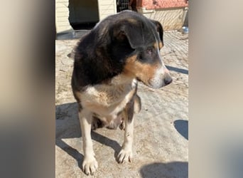 Sanfte, liebe Alexa sucht ruhiges Zuhause
