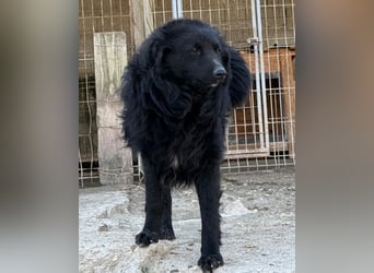 Duke ❤️ aufgeweckter, junger Kroat. Schäferhund-Mix-Bub!