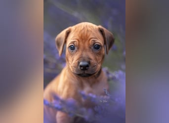 Rhodesian Ridgeback Welpen mit FCI-Ahnentafel
