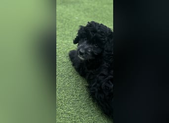Labradoodle