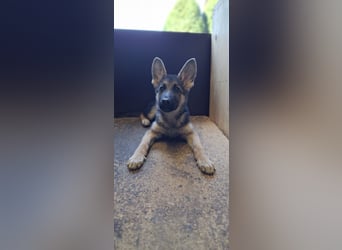 reinrassige Schäferhundwelpen (weiblich)