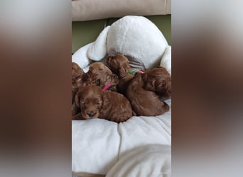 Wunderschöne Cockapoo-Welpen