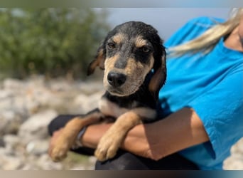 Franzl möchte euer Familienhund werden