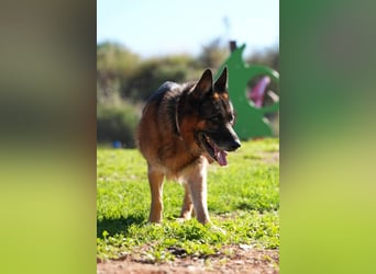 Rocky (Spanien) - liebevoller Senior sucht Alterswohnsitz