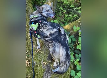 Grisa - zauberhafte Dreibeinerin