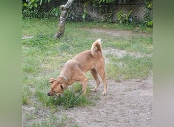 GOLDY sucht ihr Traumzuhause