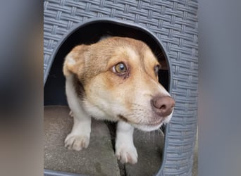 Chance - süßer Fratz sucht ein fröhliches Zuhause