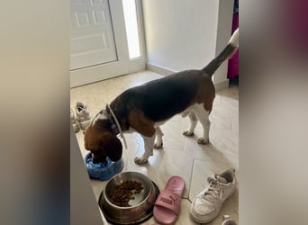 Beagle Mix HUGO (2 Jahre alt) sucht eine Familie!