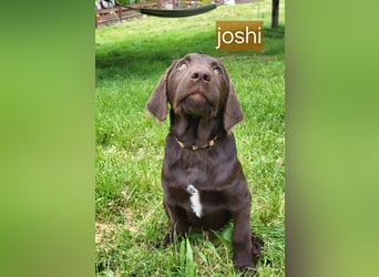 Welpen Labradoodle F1 Braun Könispudel x Labrador