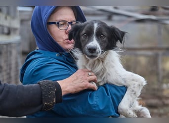 Zarter Hundebub Romeo❤️sucht Pflege- oder Endstelle
