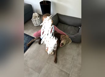 Wunderschöner silberner Labrador - 1.5 Jahre alt 
