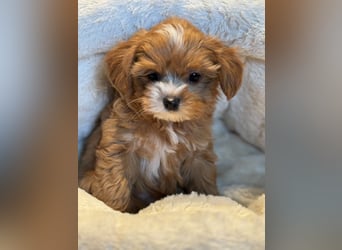 Sehr gesunde Maltipoo welpen in abricot und créme farben.