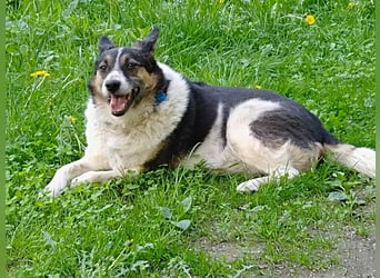 Mischka ist ein freundlicher Begleiter mit Zuckerschockgarantie