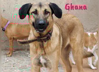 Ghana 10/2023 (ESP) - liebevolle, menschenbezogene und friedvolle wunderschöne Hündin!