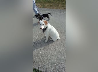 Lucy - in  12351 Berlin auf Pflegstelle