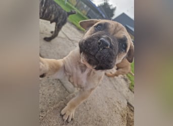 Cane corso mastiff mix 