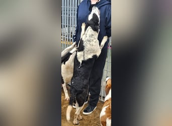 Milla - Gute-Laune-Hund wartet auf Sie