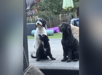 Labradoodle Ich bin der letzte aus diesem Wurf