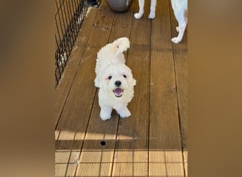 Ttabong - Bichon Frise zum verlieben <3 kleiner Charmeur