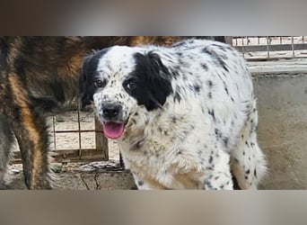 Lola - wenn du sprechen könntest ...