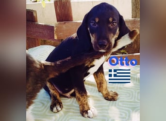 Otto, 01/25 - aktives Schlappohr sucht Familie