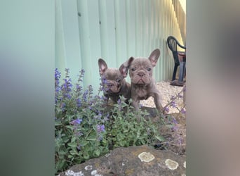 Französische Bulldoggen Welpen