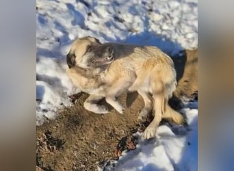Jessica - ruhige, freundliche Kangal-Mix-Hündin / z.Zt. noch in Rumänien