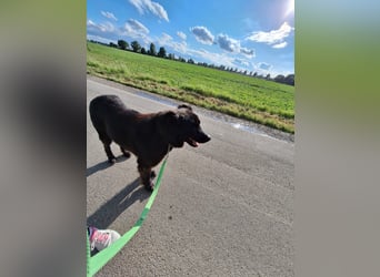 Kuschelbär sucht seine Menschen