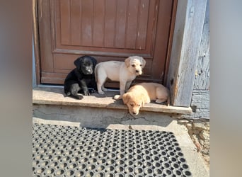 Reinrassige Labradorwelpen
