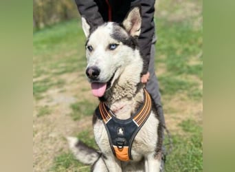 Navaro,Husky Mischling