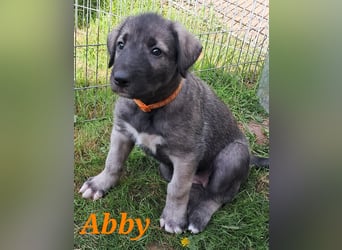 Irish Wolfhound Welpen