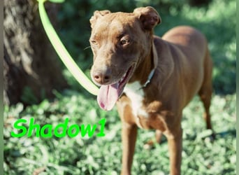 Shadow1 10/2021 (ESP) - liebevoller und sozialer Labrador-Podenco-Mix, ein treuer Menschenfreund!