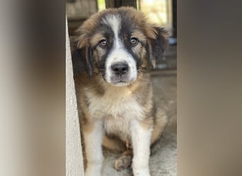 Kroos, geb. ca. 03/2024, lebt in GRIECHENLAND, im städt. Tierheim Serres