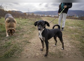 Dobby - männlich, kastriert - geboren 2021