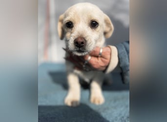 Lili LM – neugieriges Hunde-Mädchen sucht liebevolles Zuhause mit Herz und Verstand