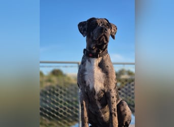 Exquisit Bulladors (Labrador, English Bulldogge)mit vollen Papieren, Ahnentafeln, Gesundheitszeugnis