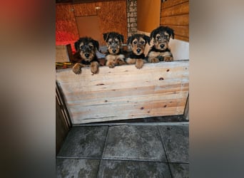 Airedale Terrier Welpen aus VDH Zucht