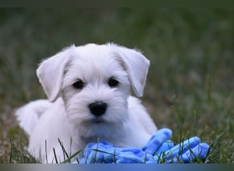 Welpen weiß Zwergschnauzer Rüde