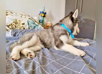 FCI Pedigree Blue Eyed Black & White Siberian Husky 