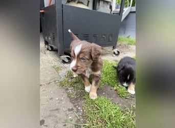 Mini Australien Shepherd Welpen suchen Traumzuhause