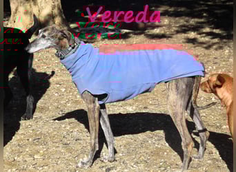 Vereda 06/2018 (ESP) - wundervolle, verschmuste und sehr liebevolle Galga!