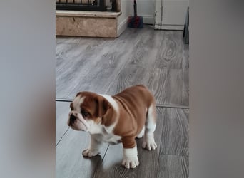 Englische Bulldogge